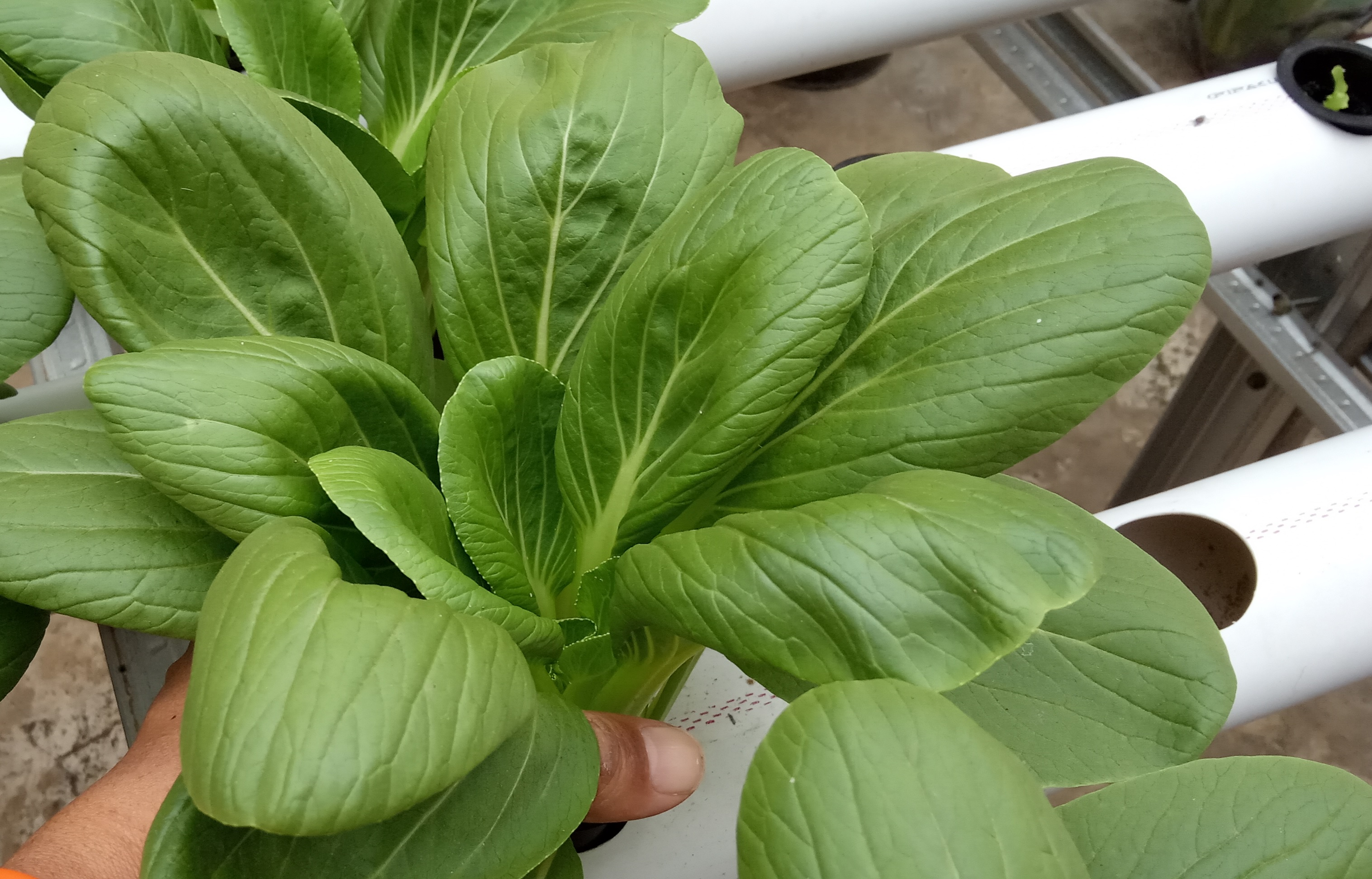 hydroponic